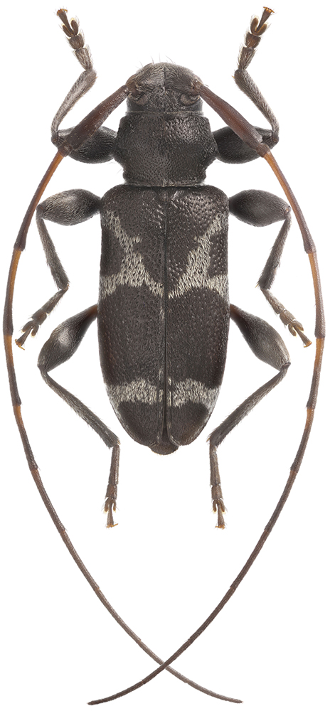 Leiopus_albivittis_B_male