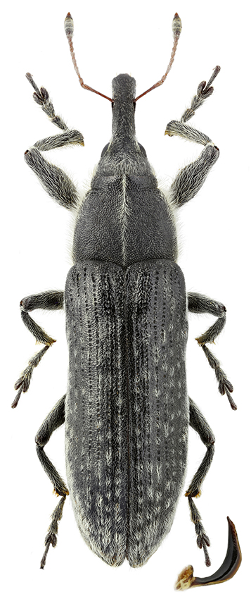 Lixus_strangulatus