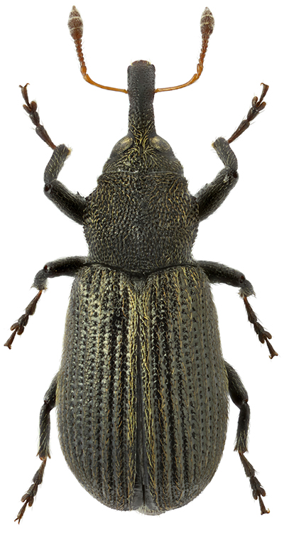 Magdalis_mesasiatica