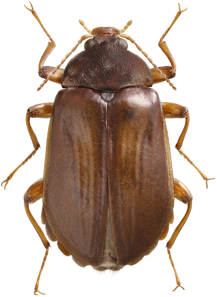 Mataeopsephus_japonicus_C_female