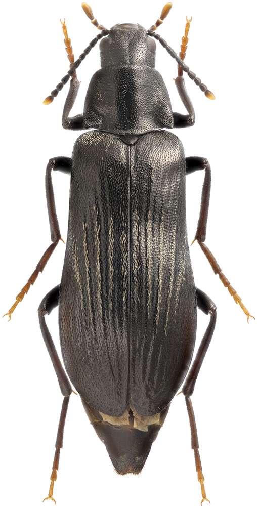 Melandrya_dubia_B_female
