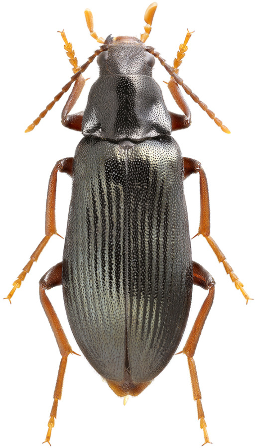 Melandrya_mongolica_A_male