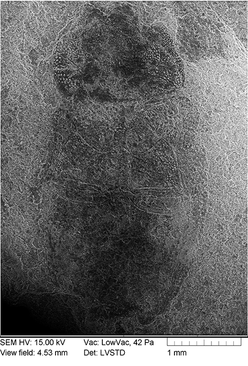 NEL_1811_SEM_FIN