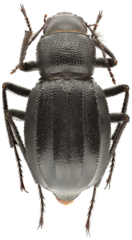 Ocnera_lepidocantha