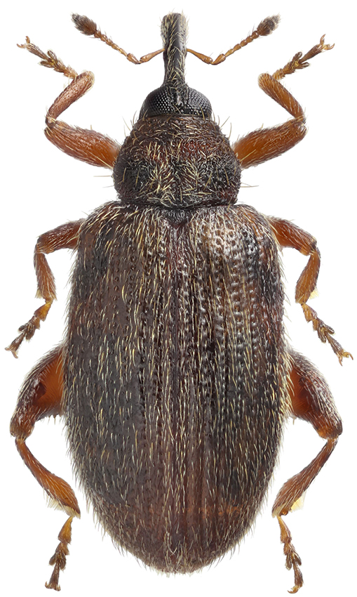 Orchestes_mutabilis_A