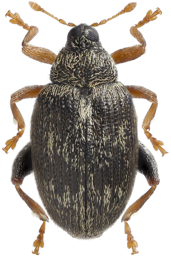 Orchestes_subbifasciatus_A