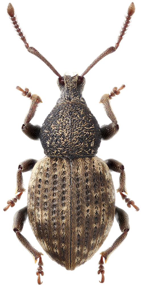 Otiorhynchus_raucus_C_female