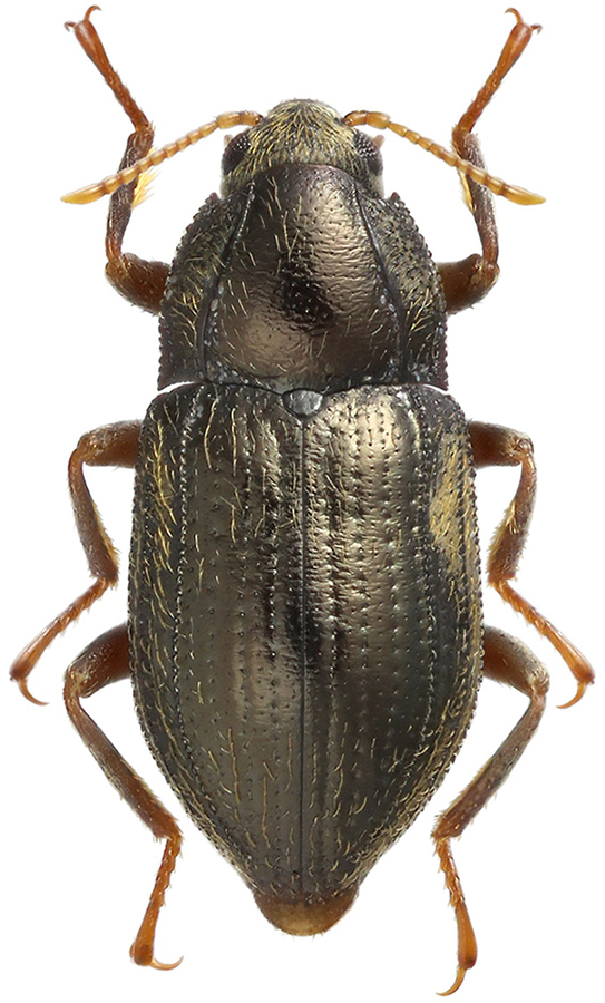 Oulimnius_tuberculatus_A_male
