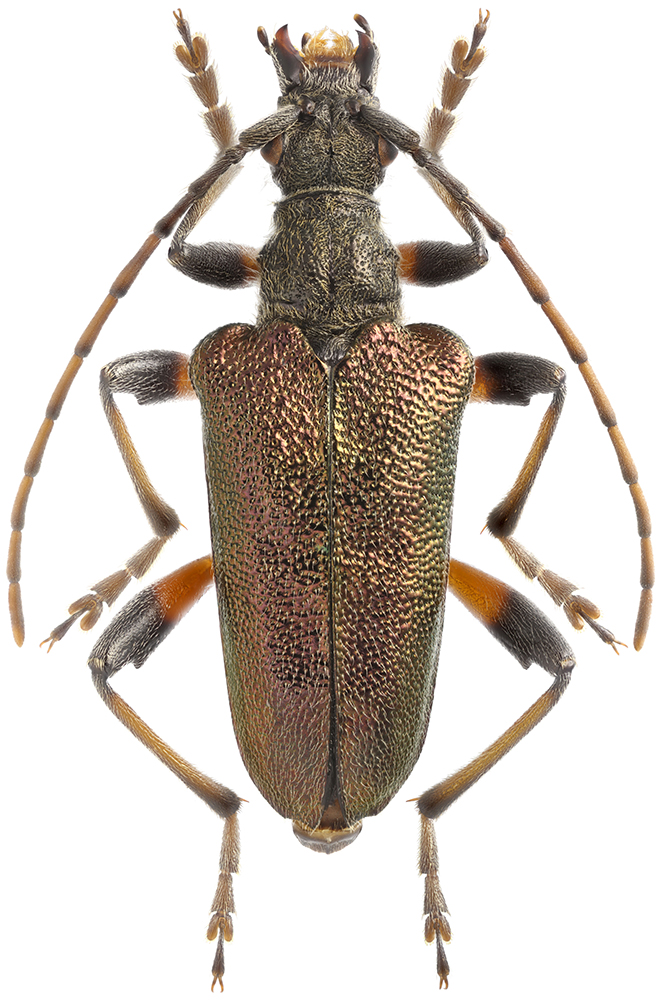 Paragaurotes_ussuriensis_A_male