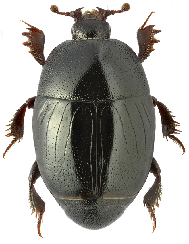 Paravolvulus_ovillum