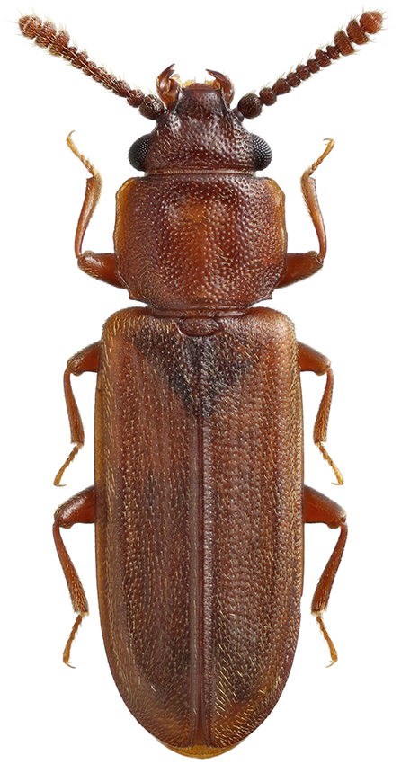 Pediacus_japonicus_A_female