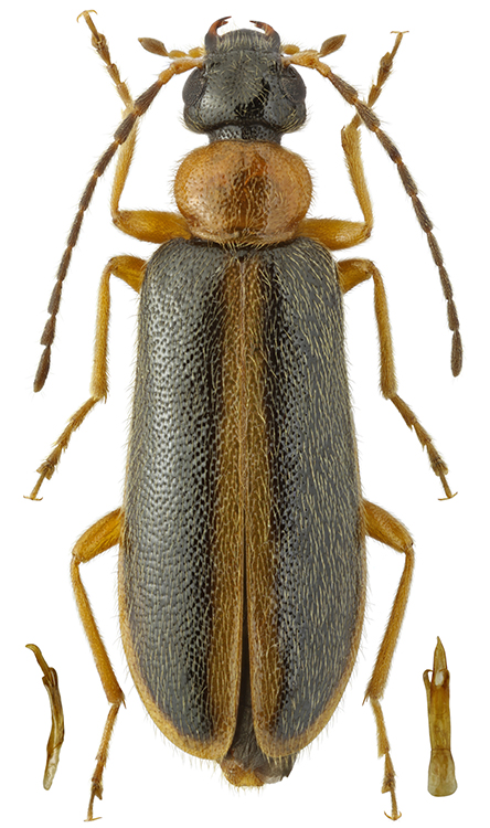 Pedilus_polyxanthus