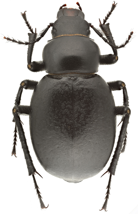 Pelorocnemis_kraatzi_Sundukli_Arzanov