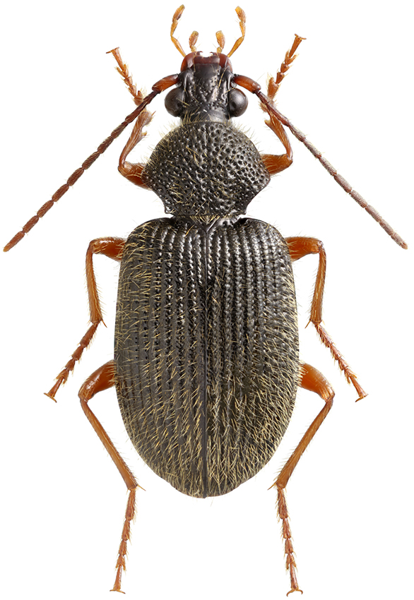 Peronomerus_fumatus_B_male