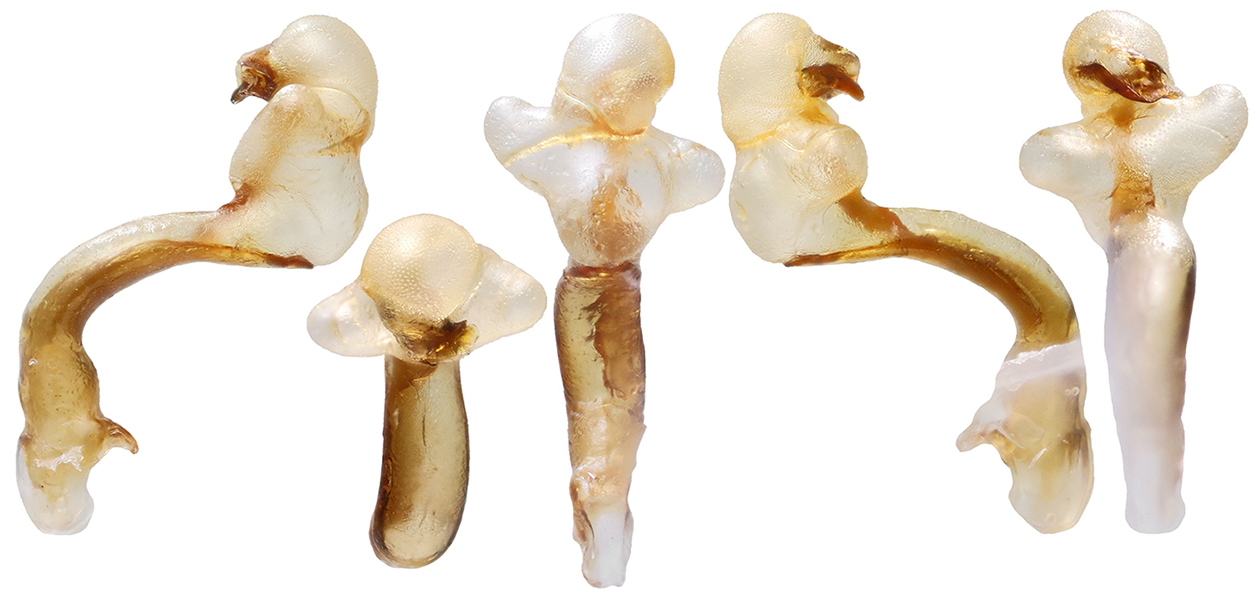 Peronomerus_fumatus_B_male_endophallus