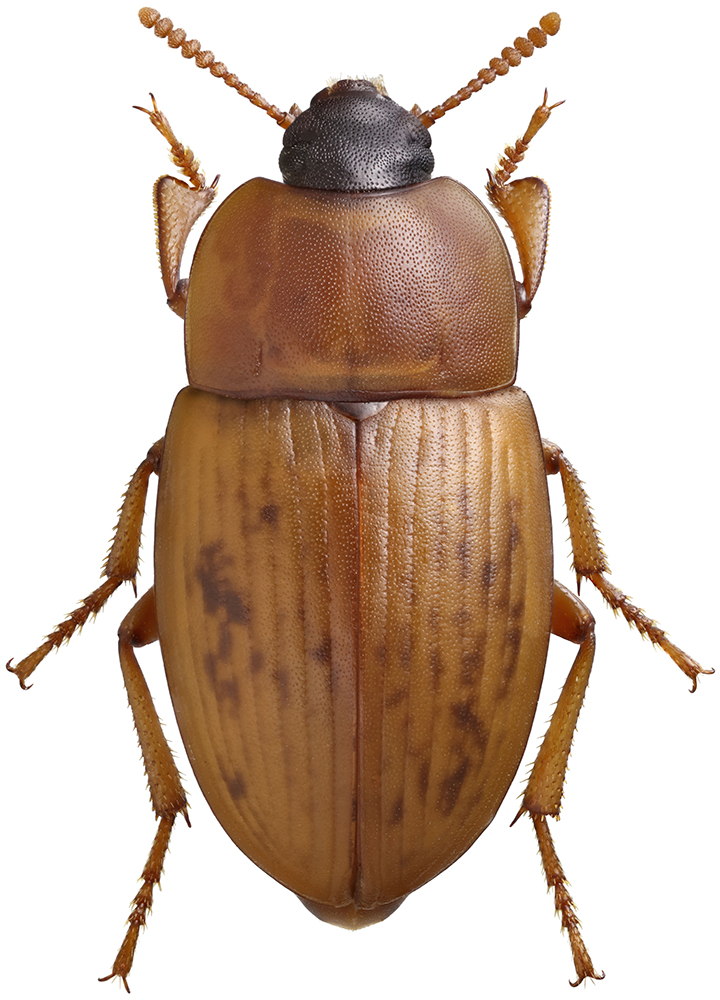 Phaleria_pontica_B