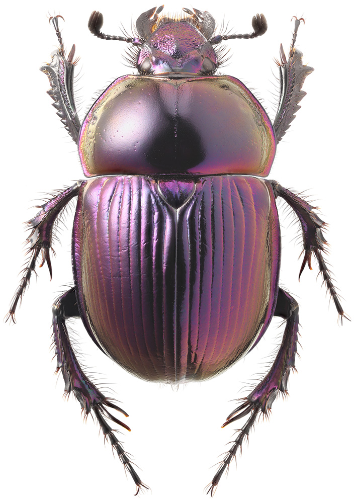 Phelotrupes_auratus