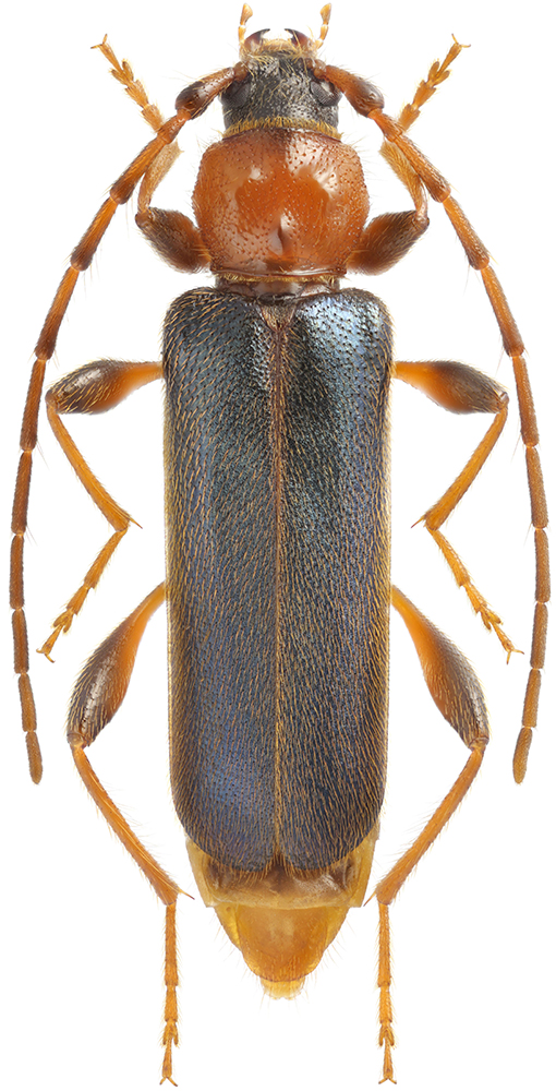 Phymatodes_testaceus_D_female