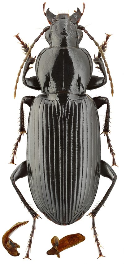 Poecilus_Derus_innatus