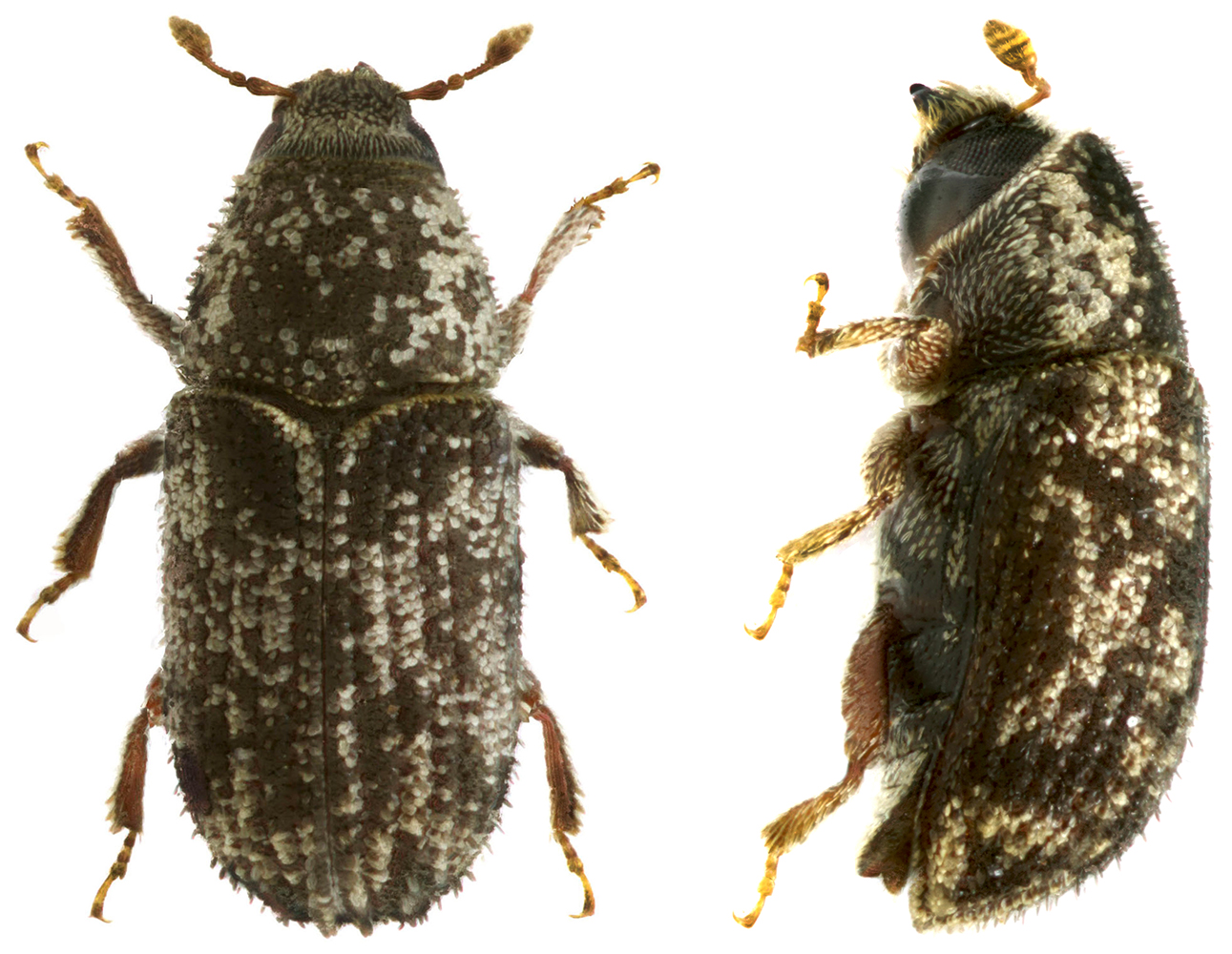 Pteleobius_kraatzi