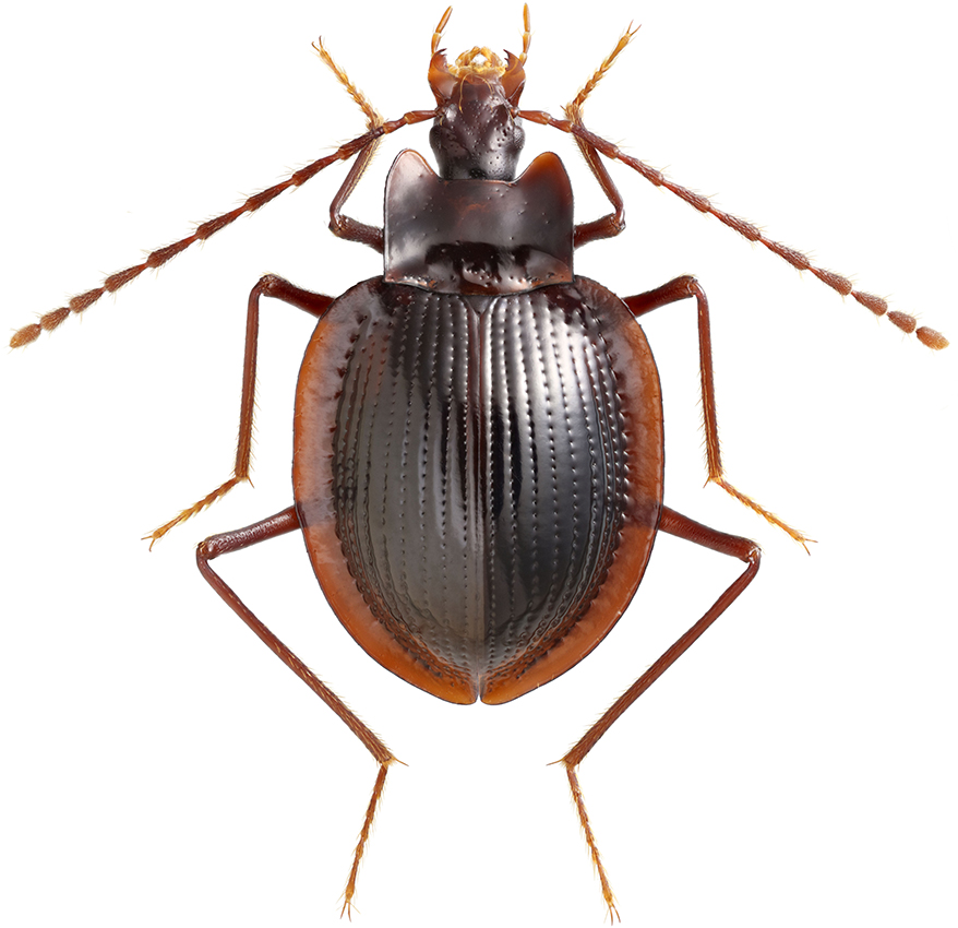 Pteroloma_plutenkoi_A_female