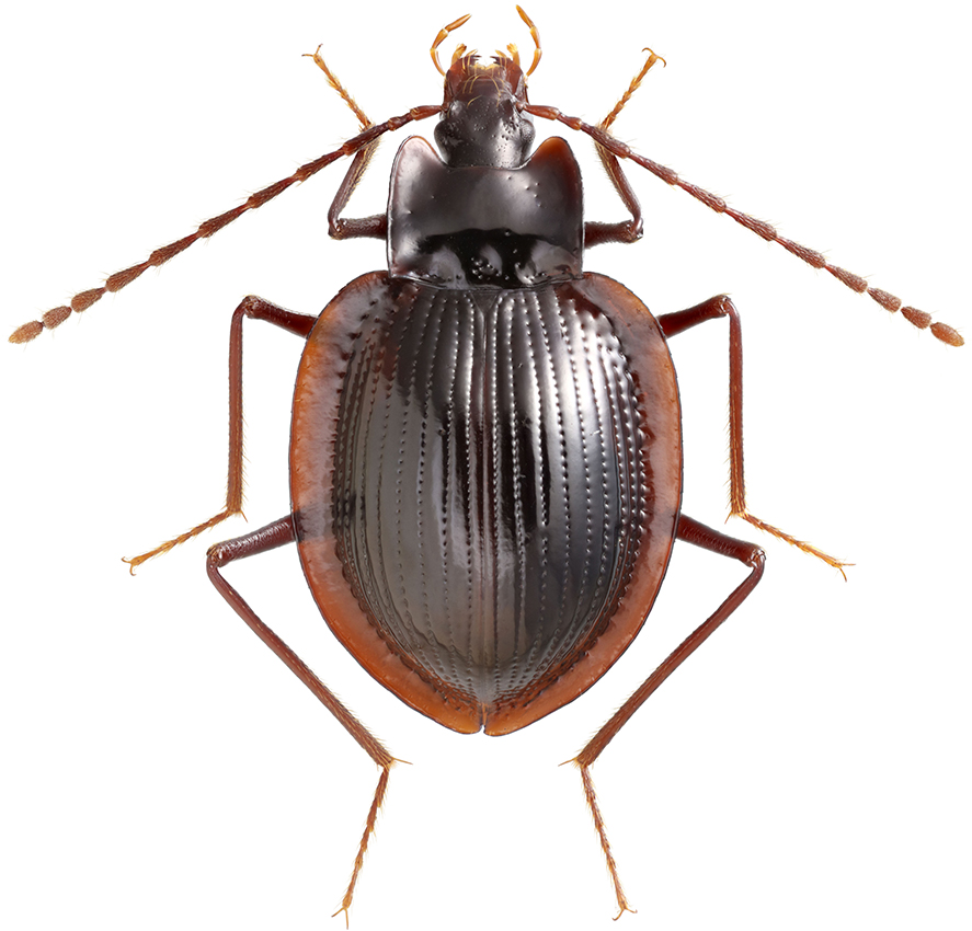 Pteroloma_plutenkoi_B_male