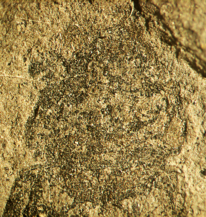 R_63912_Soronia_pronot
