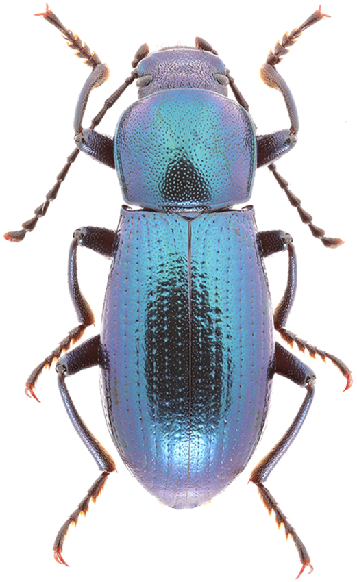 Raiboscelis_eleodinus