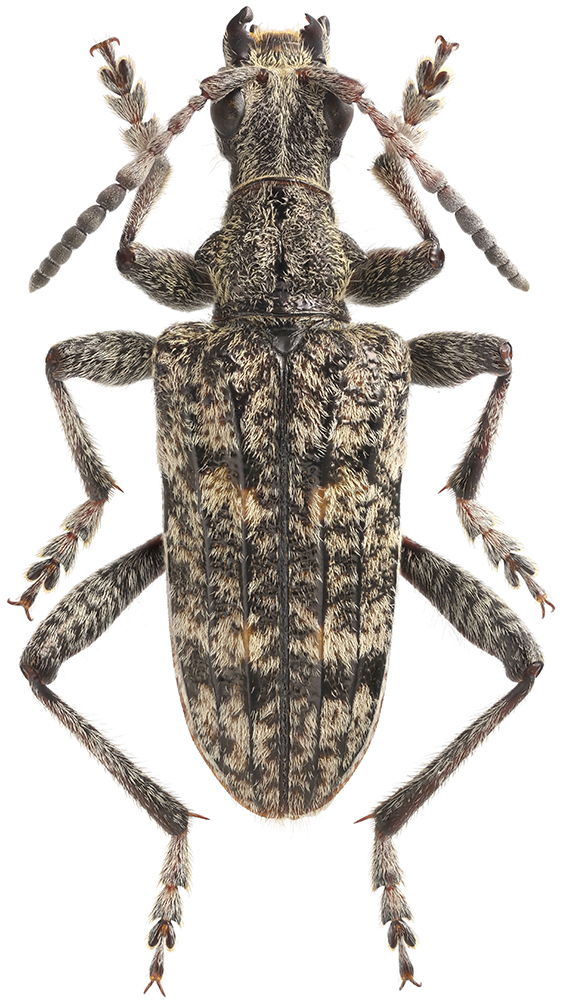 Rhagium_inquisitor_rugipenne_B_male