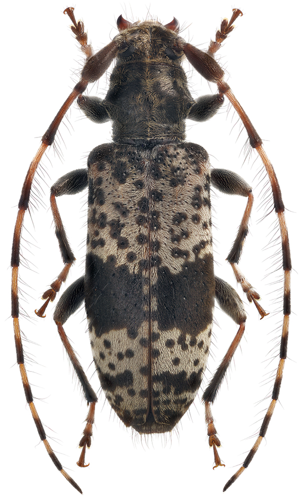 Rhopaloscelis_unifasciatus_C_female