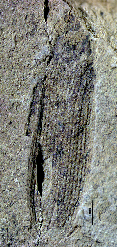 Rlong2240_70