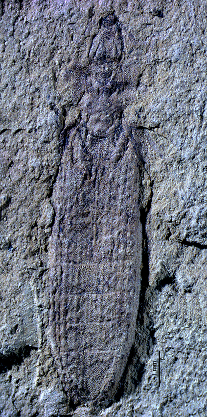 Rlong2555_1665
