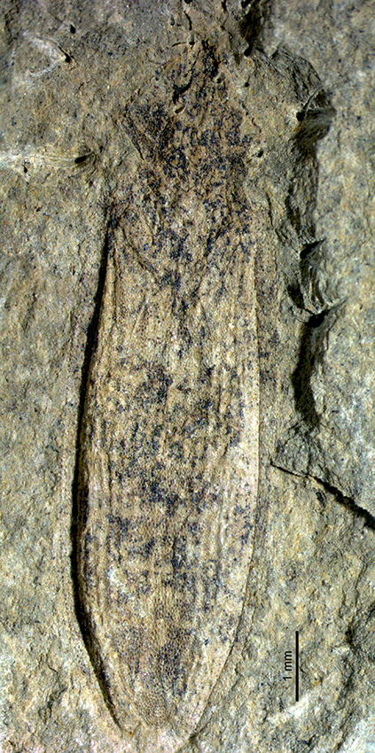Rlong2555_1687_2
