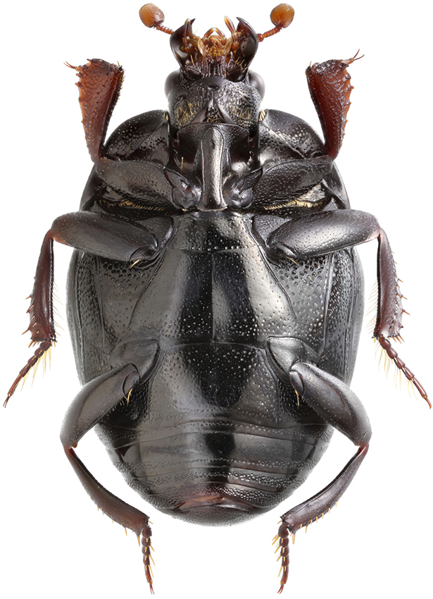 Saprinus_tenuistrius_A_male_2