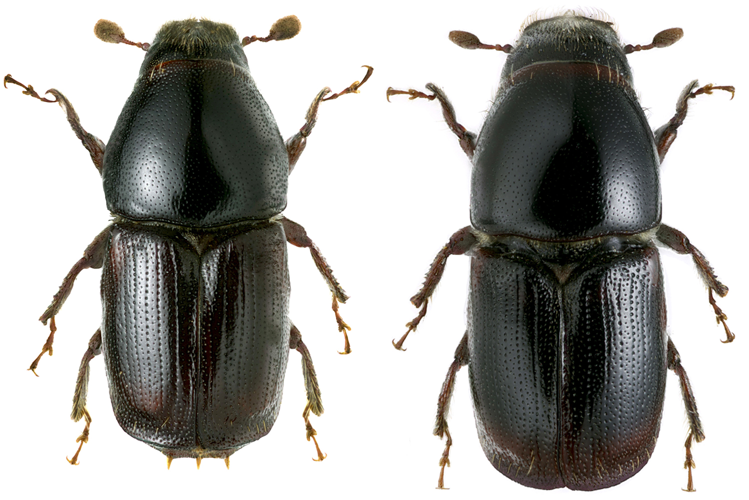 Scolytus_trispinosus_dorsal