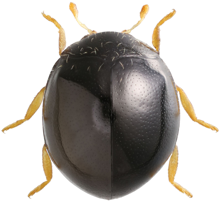 Serangium_lygaeum_K_male