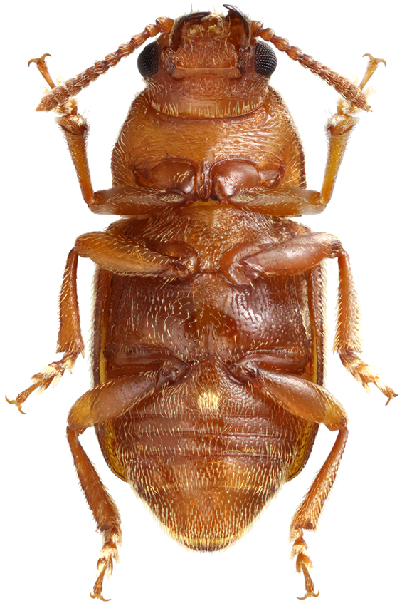 Sibirhelus_corpulentus_ventral
