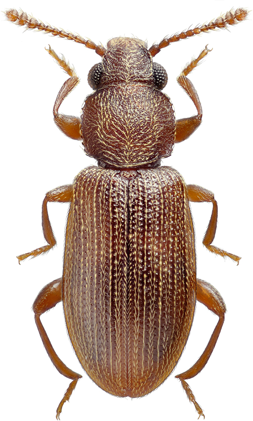 Silvanolomus_brevis_A_male