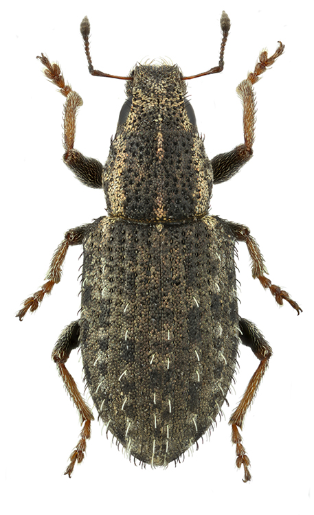 Sitona_hispidulus