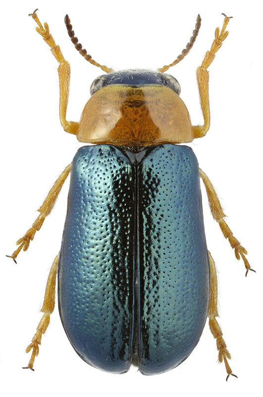 Smargdina_discolor_rufilabris