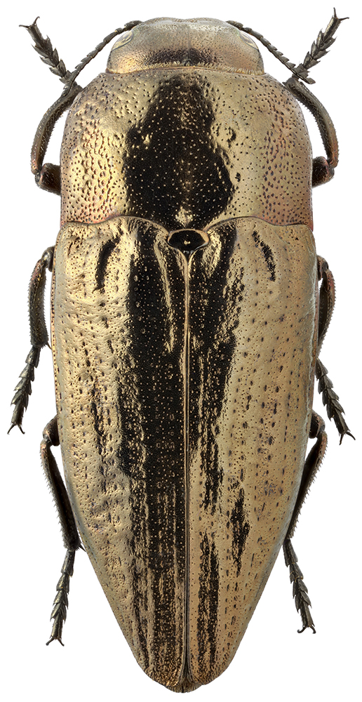 Sphenoptera_antiqua