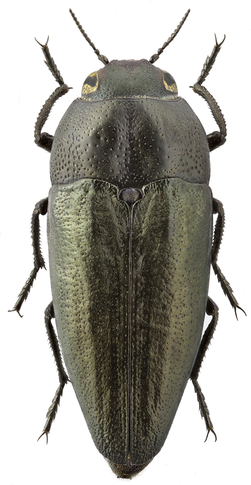 Sphenoptera_lateralis