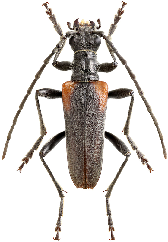 Stenocorus_quercus_A_male