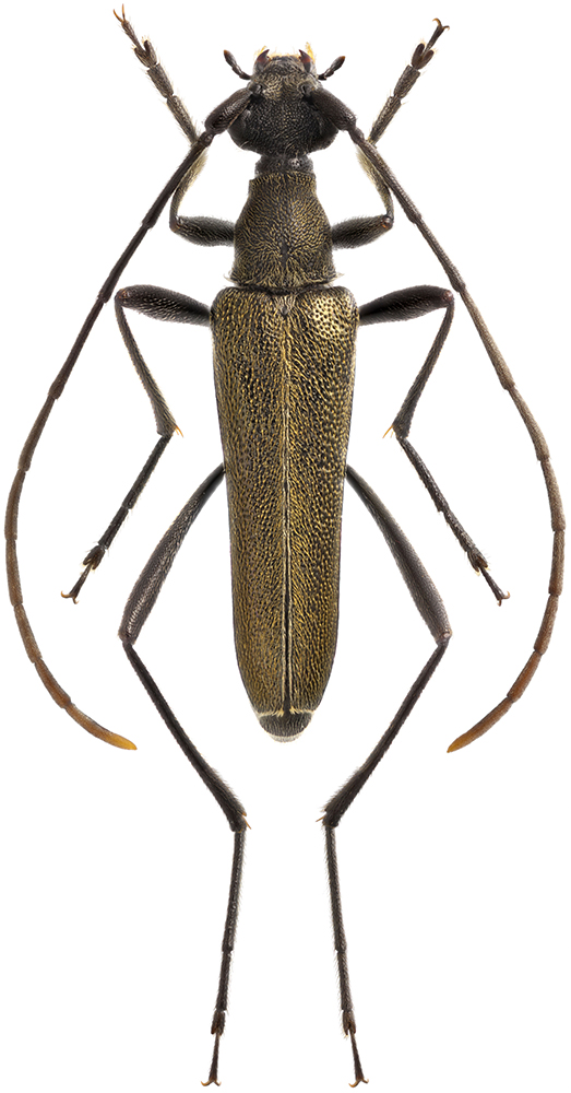 Strangalomorpha_tenuis