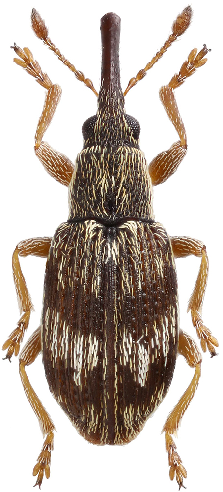 Taeniapion_urticarium_B