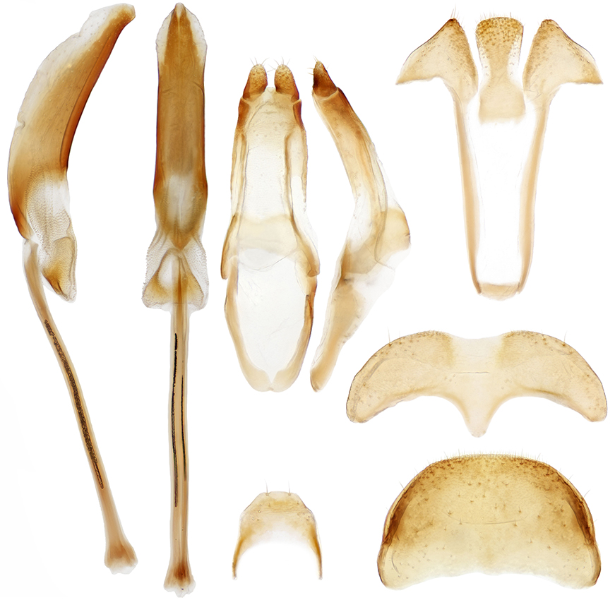 Tritoma_gangwonensis_3