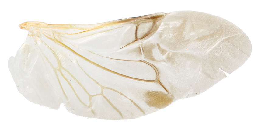 Tritoma_gangwonensis_4
