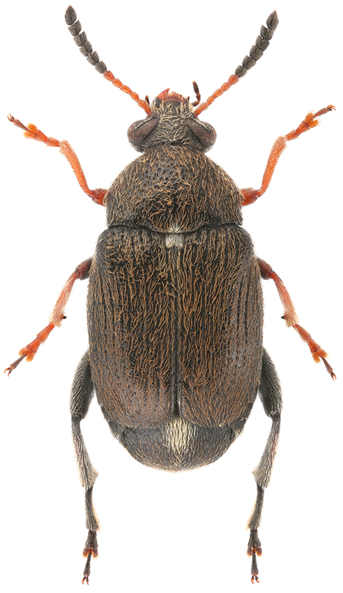 tristis