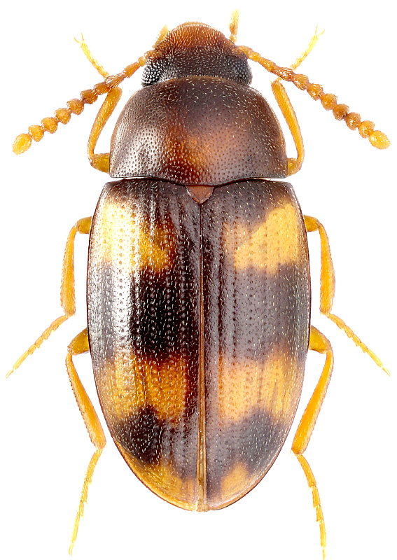 Alphitophagus bifasciatus Say, 1824