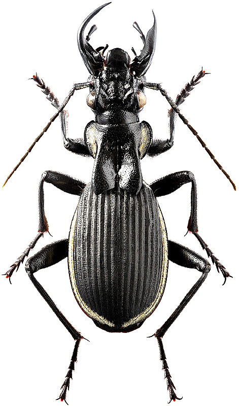 Anthia circumscripta Klug, 1853